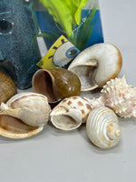 Lot of Hermit Crab Shells and Aquarium Decor