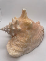 Large Conch Shell 6" opening