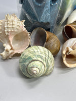 Lot of Hermit Crab Shells and Aquarium Decor