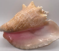 Large Conch Shell 6" opening