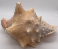 Large Conch Shell 6" opening